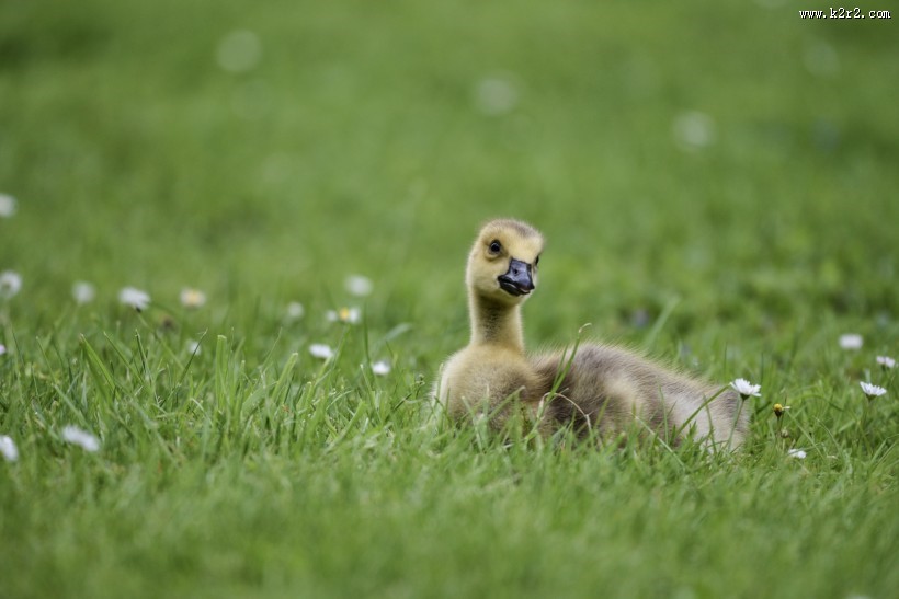 黑雁幼鸟图片大全