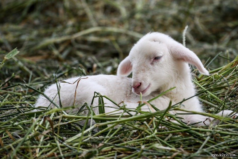 草地里的小羊图片