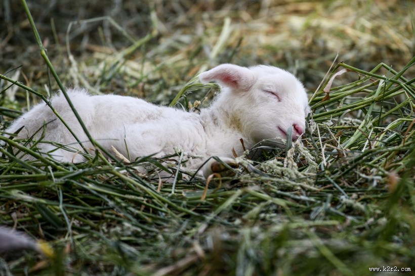 草地里的小羊图片