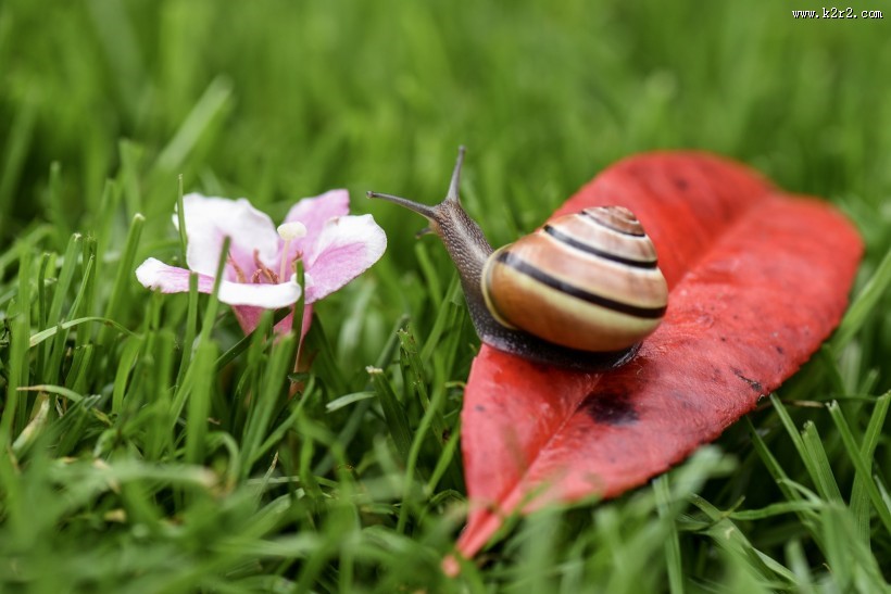 蜗牛图片大全