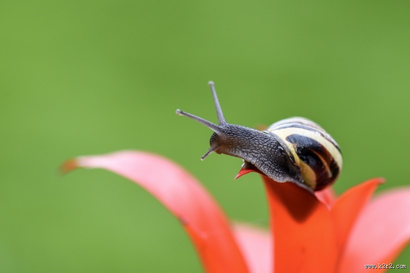 蜗牛图片大全