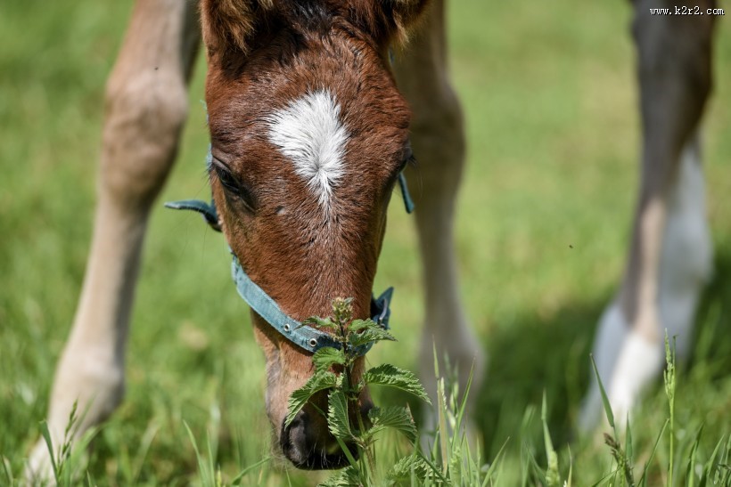 可爱的小马图片
