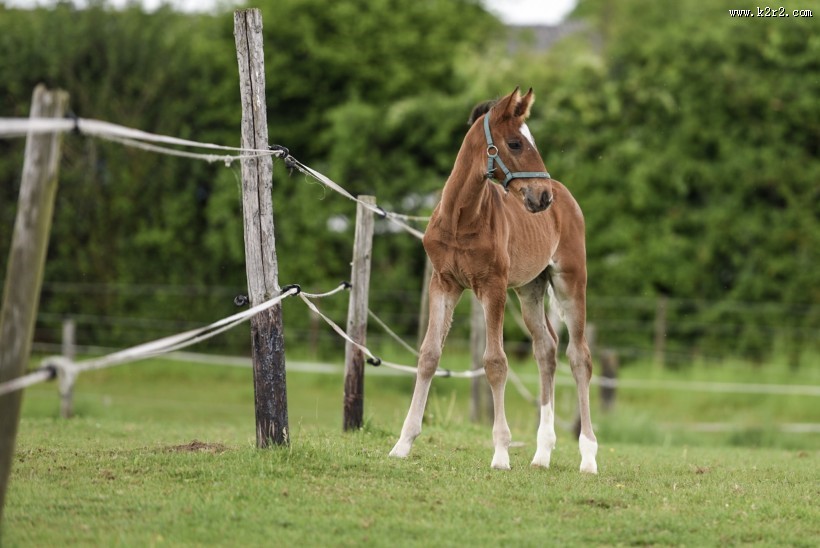 可爱的小马图片
