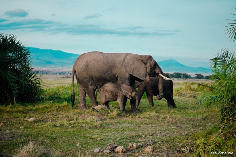 聚在一起的象群图片大全