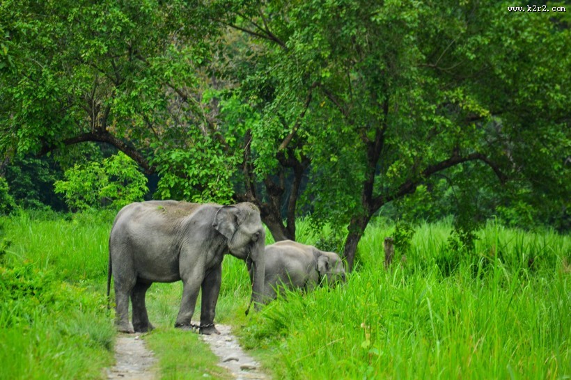 聚在一起的象群图片大全