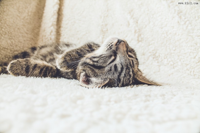 躺着睡觉的小猫图片