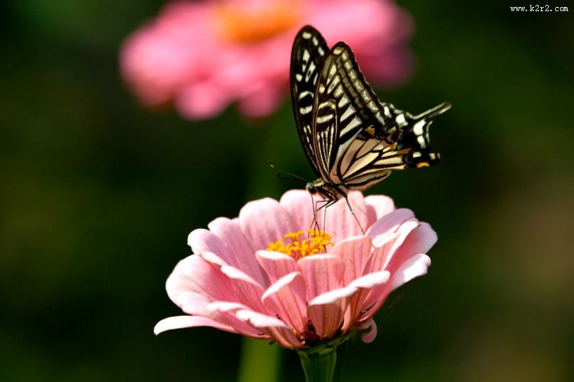 蝴蝶图片大全
