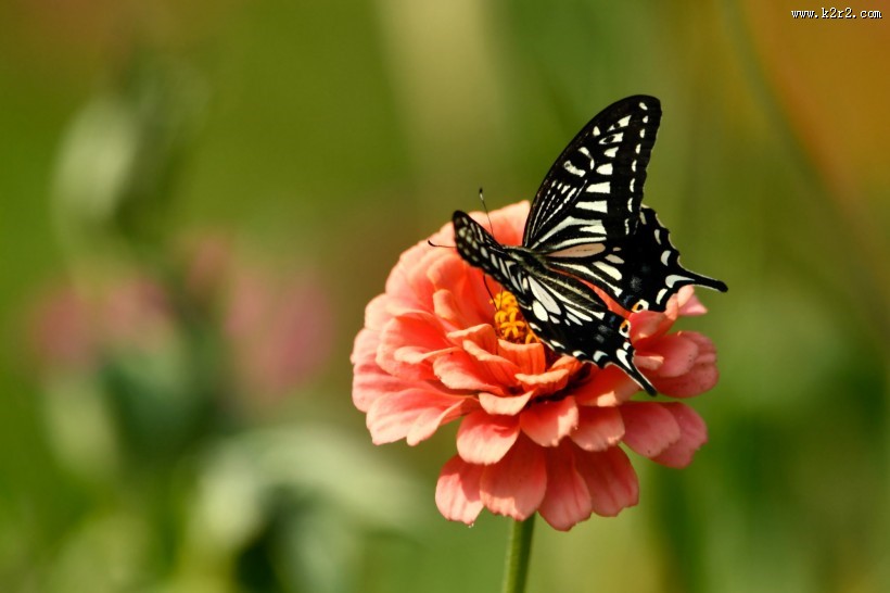 蝴蝶图片大全