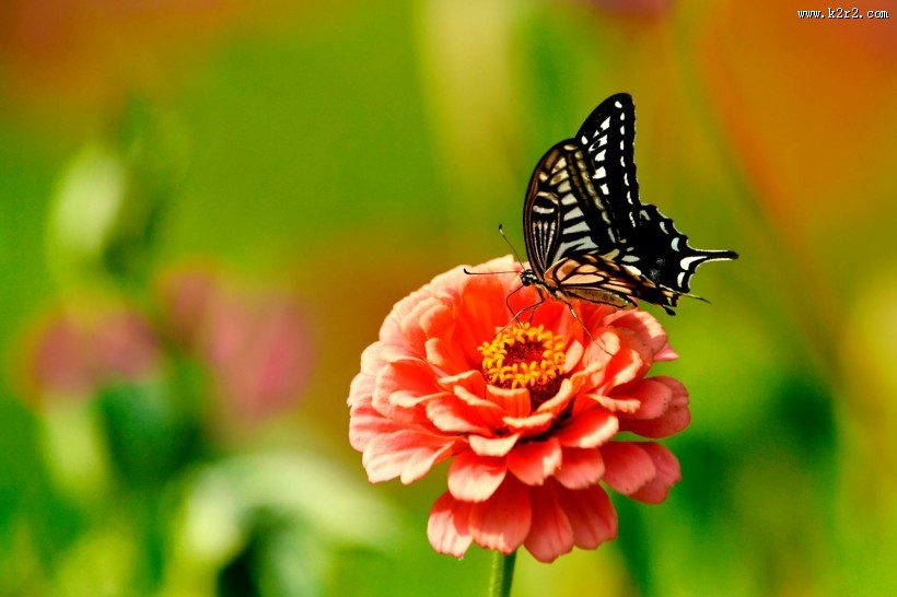 蝴蝶图片大全
