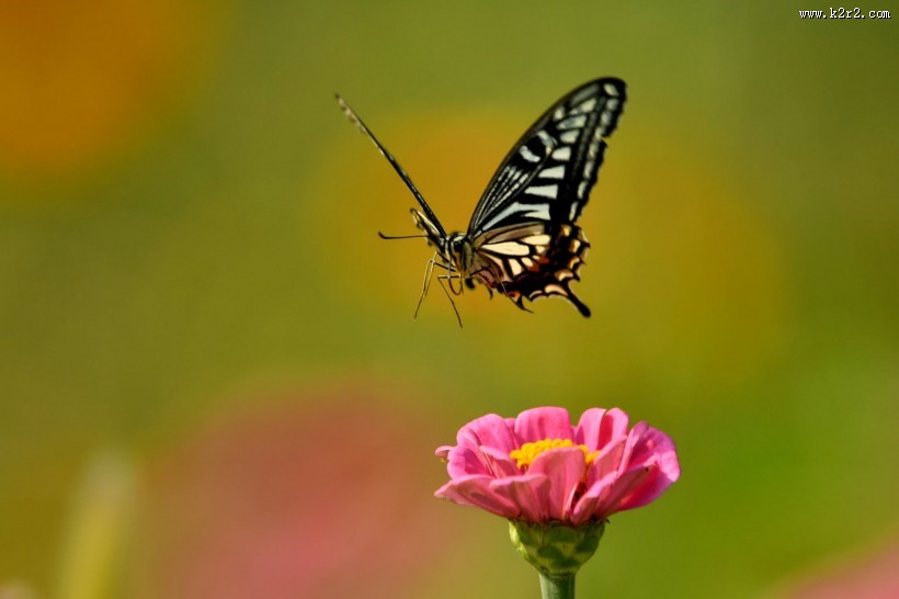 蝴蝶图片大全