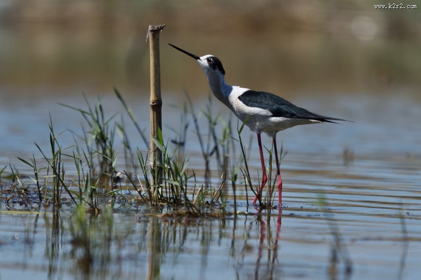 黑翅长脚鹬图片