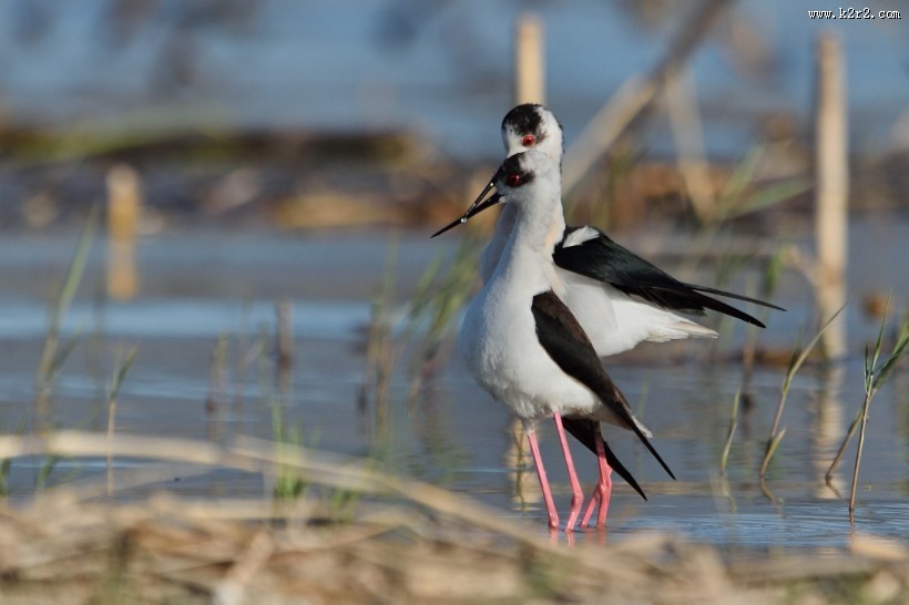 黑翅长脚鹬图片