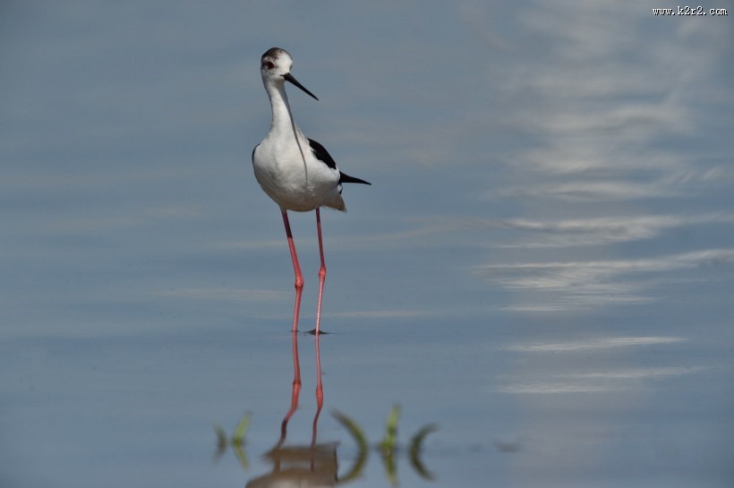 黑翅长脚鹬图片