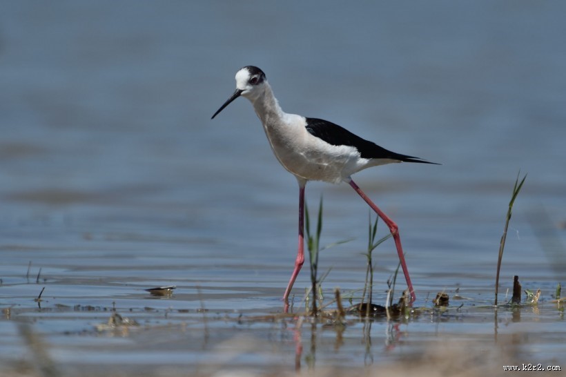 黑翅长脚鹬图片
