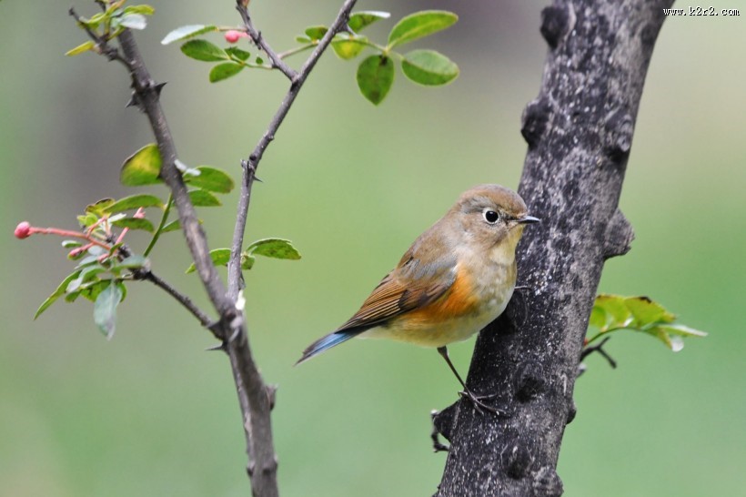 红胁蓝尾鸲图片