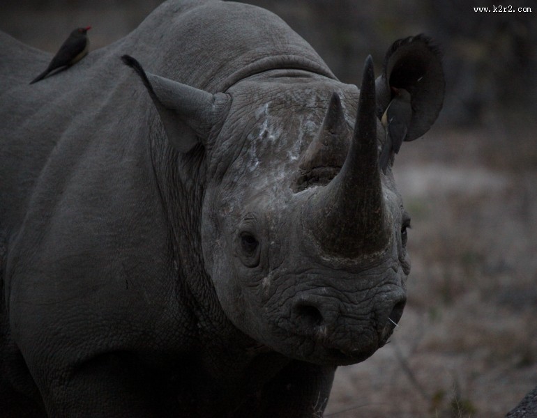 身体庞大的犀牛图片
