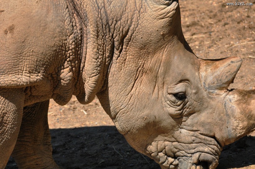 身体庞大的犀牛图片