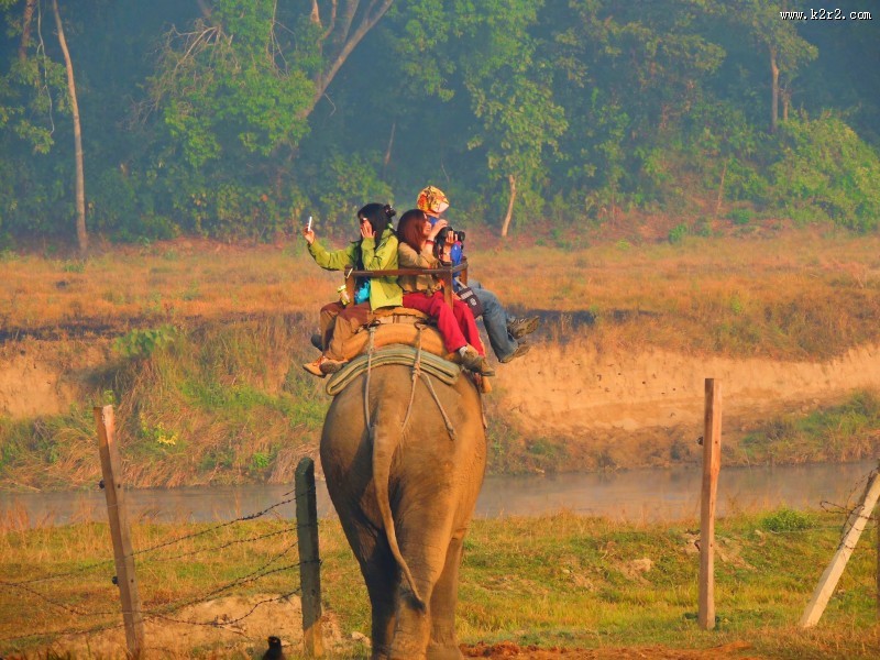 一头行走的大象图片大全