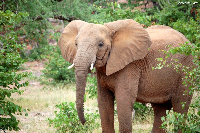 一头行走的大象图片大全