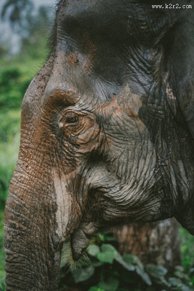 大象的头部图片