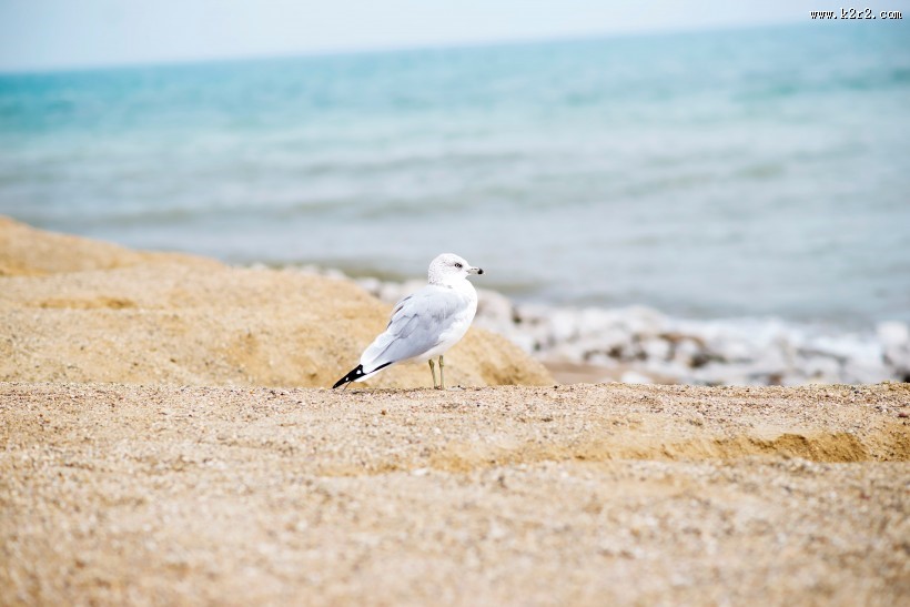 小巧玲珑的海鸥图片大全