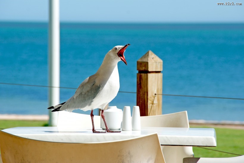 小巧玲珑的海鸥图片大全