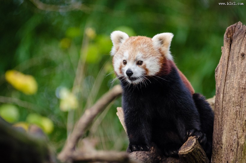 褐红色的小熊猫图片