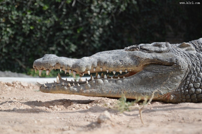 冷血的鳄鱼图片
