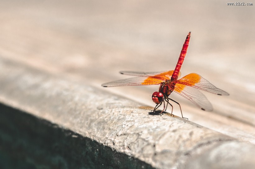 轻盈停落的蜻蜓图片
