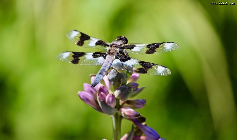 轻盈停落的蜻蜓图片