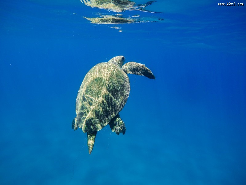 大海里的海龟图片大全