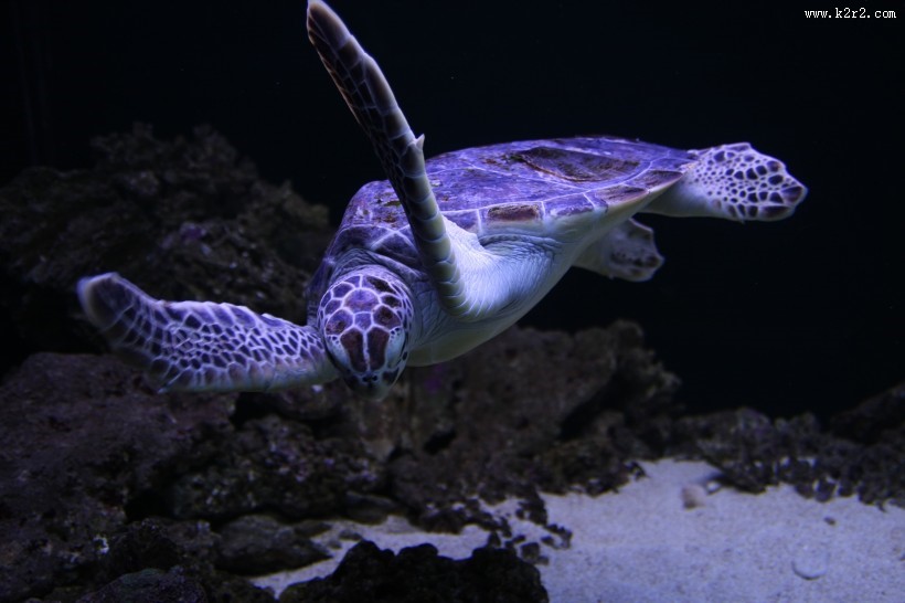 大海里的海龟图片大全