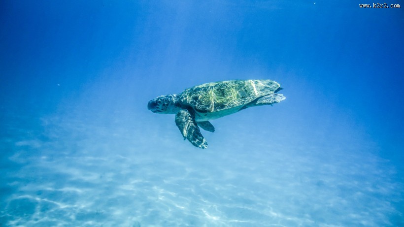 大海里的海龟图片大全