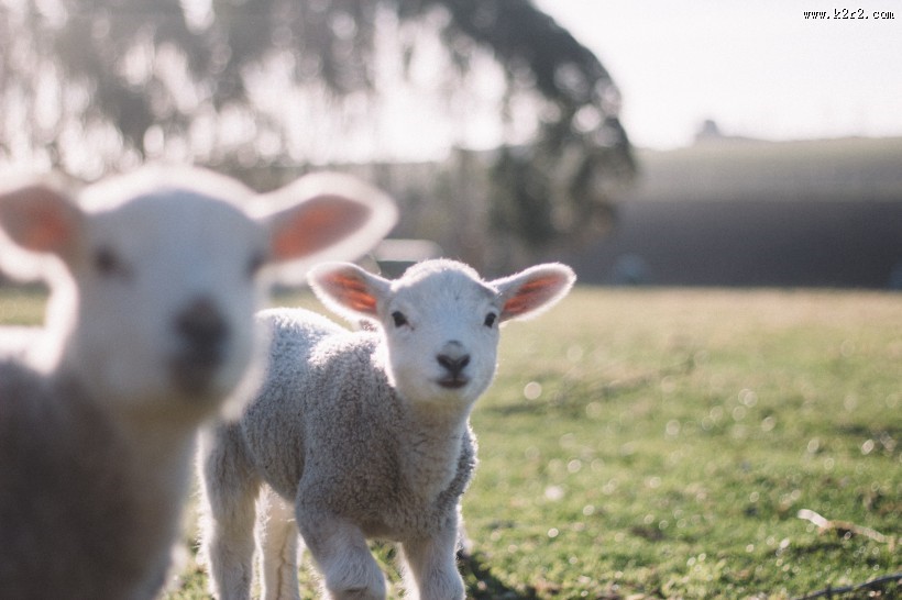 温顺的绵羊图片