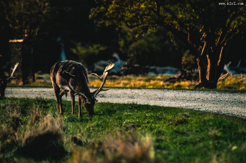 四不像的麋鹿图片
