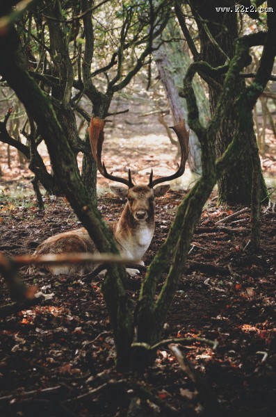四不像的麋鹿图片
