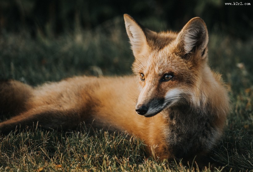 神秘灵气的狐狸图片