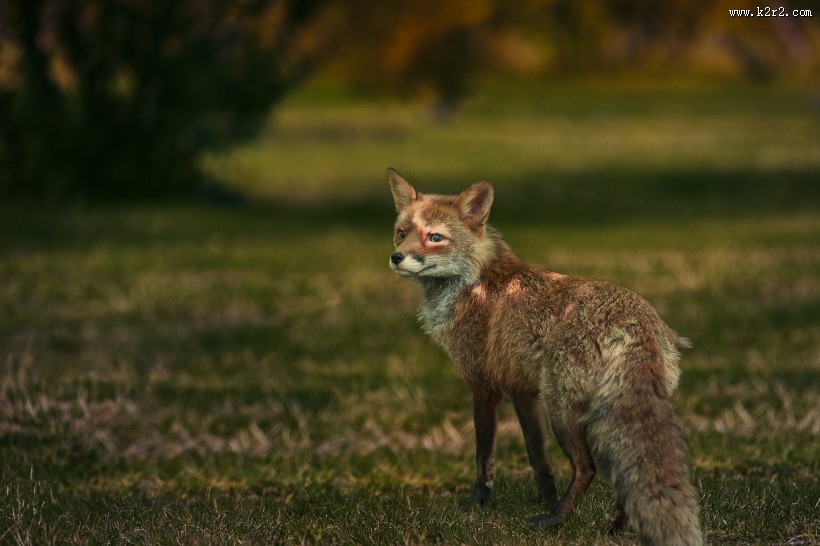 神秘灵气的狐狸图片