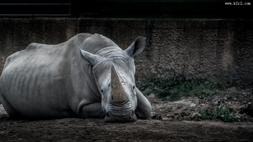 凶猛的犀牛图片