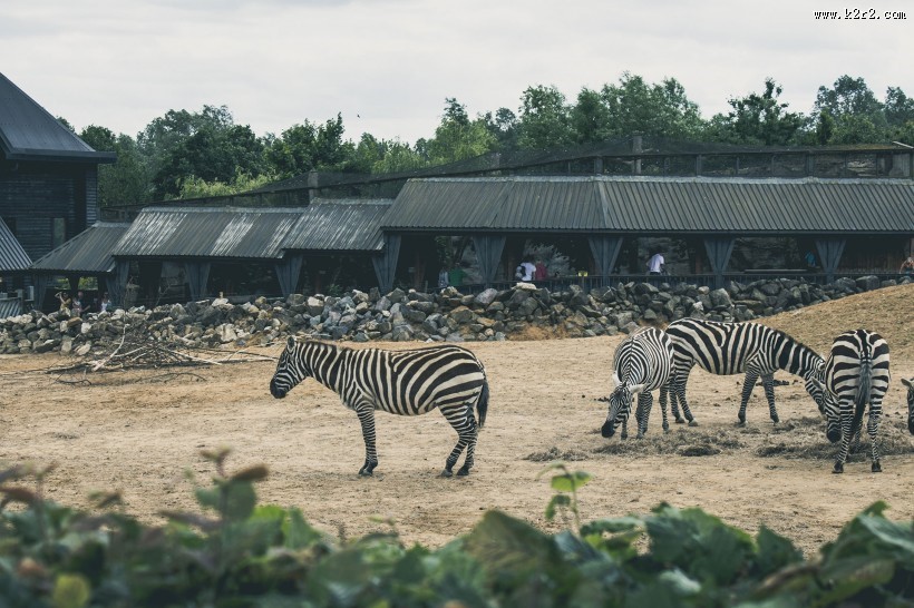 一群斑马高清图片