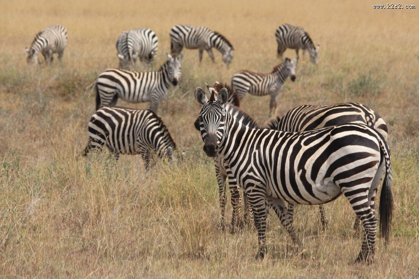一群斑马高清图片