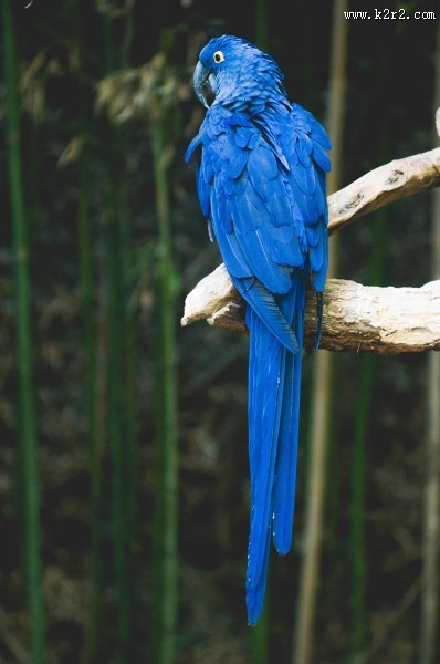 聪明的鹦鹉图片