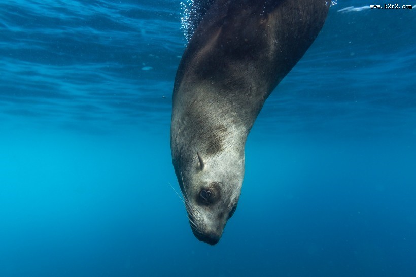 丑萌可爱的海豹图片大全