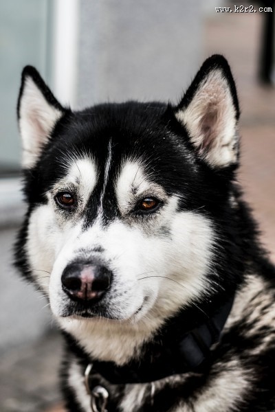 活泼可爱的哈士奇图片大全