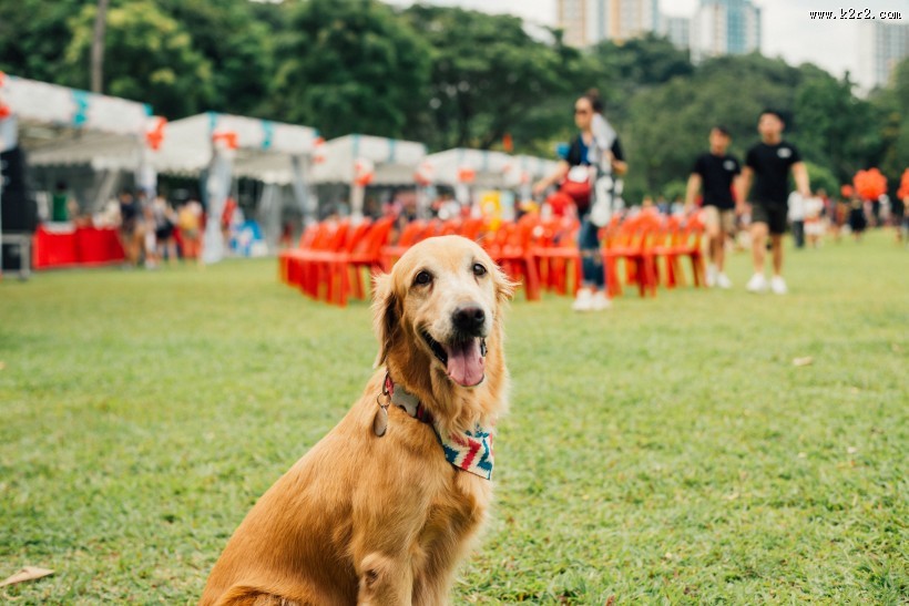 可爱的金毛犬图片大全