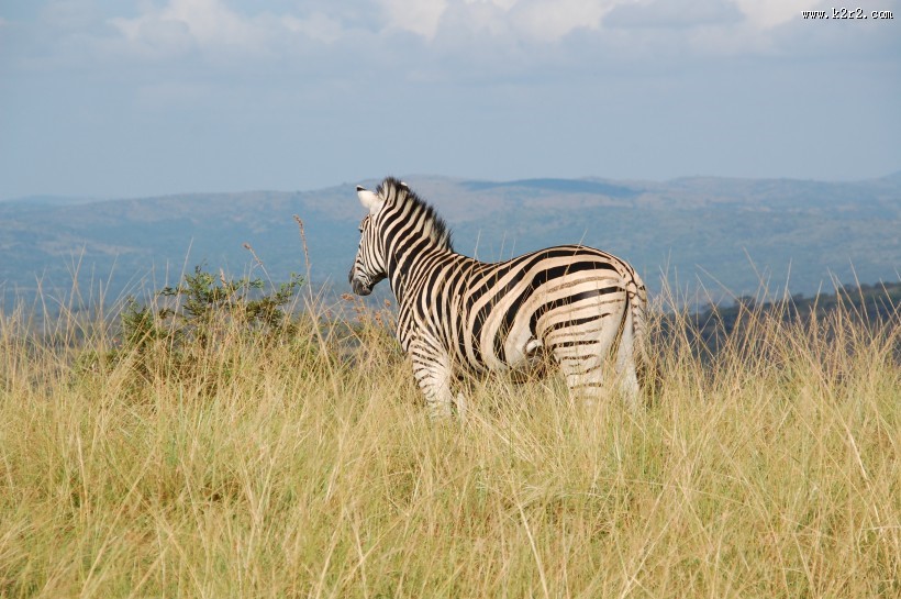一匹好看的斑马图片