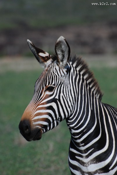 一匹好看的斑马图片