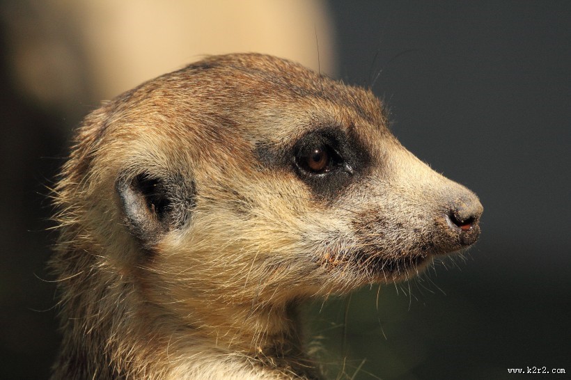 可爱的猫鼬图片