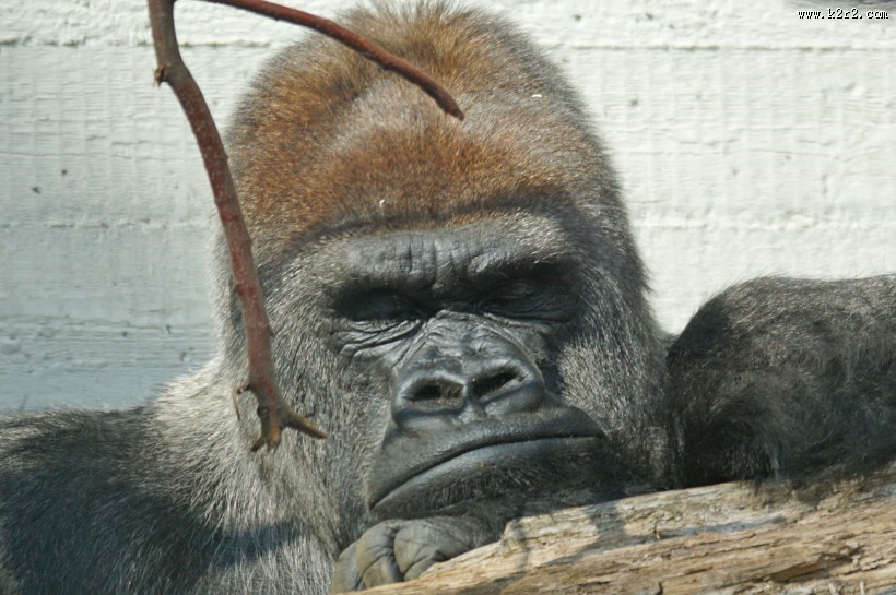 粗壮的大猩猩图片