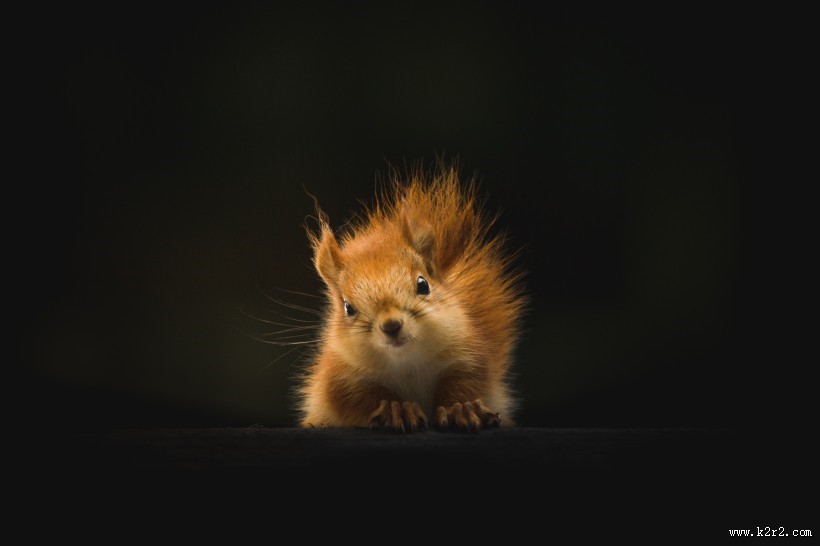 灵巧可爱的小松鼠图片